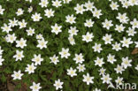Wood Anemone (Anemone nemorosa)