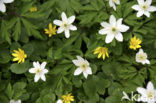 Bosanemoon (Anemone nemorosa)