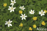 Bosanemoon (Anemone nemorosa)