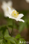 Bosanemoon (Anemone nemorosa)