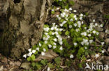 Bosanemoon (Anemone nemorosa)