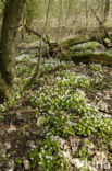 Bosanemoon (Anemone nemorosa)