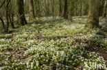 Bosanemoon (Anemone nemorosa)