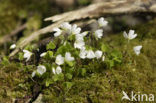 Bosanemoon (Anemone nemorosa)