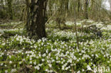 Bosanemoon (Anemone nemorosa)