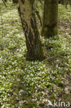 Bosanemoon (Anemone nemorosa)