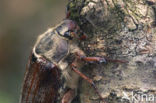 Forest Cockchafer (Melolontha hippocastani)