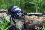 Dung beetle (Geotrupes stercorarius)