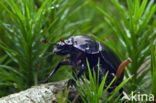 Dung beetle (Geotrupes stercorarius)