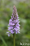 Bosorchis (Dactylorhiza fuchsii)