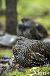 Bossneeuwhoen (Dendragapus canadensis)