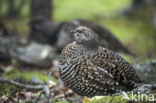 Bossneeuwhoen (Dendragapus canadensis)