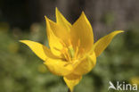 Bostulp (Tulipa sylvestris)