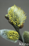 Boswilg (Salix caprea)