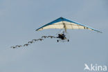 Brandgans (Branta leucopsis)