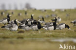 Barnacle Goose (Branta leucopsis)