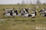 Barnacle Goose (Branta leucopsis)