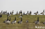 Barnacle Goose (Branta leucopsis)