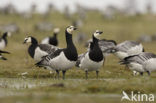 Barnacle Goose (Branta leucopsis)