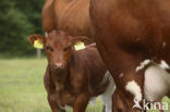 Burned Red Cow (Bos domesticus)