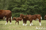 Burned Red Cow (Bos domesticus)