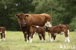 Burned Red Cow (Bos domesticus)