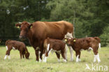 Burned Red Cow (Bos domesticus)