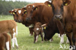 Burned Red Cow (Bos domesticus)