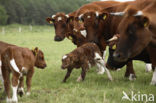 Burned Red Cow (Bos domesticus)