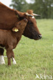 Burned Red Cow (Bos domesticus)