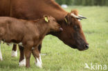 Burned Red Cow (Bos domesticus)