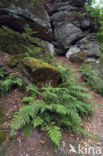 Broad Buckler-fern (Dryopteris dilatata)