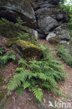 Brede stekelvaren (Dryopteris dilatata)