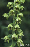 Broad-leaved Helleborine (Epipactis helleborine)