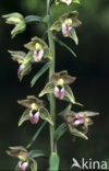 Broad-leaved Helleborine (Epipactis helleborine)