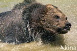 Bruine beer (Ursus arctos)