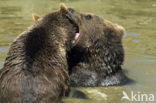 Bruine beer (Ursus arctos)