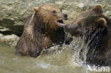 Brown Bear (Ursus arctos)