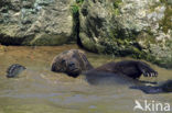 Bruine beer (Ursus arctos)