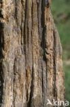 Brown Bear (Ursus arctos)