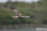 Bruine Kiekendief (Circus aeruginosus)