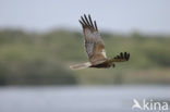 Bruine Kiekendief (Circus aeruginosus)