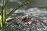 Bruine kikker (Rana temporaria)