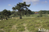 Brunssummerheide