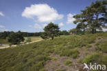 Brunssummerheide