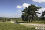 Brunssummerheide