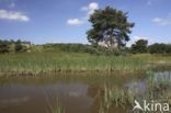 Brunssummerheide