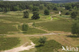 Brunssummerheide