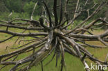 Brunssummerheide