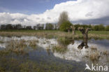 Buitenwaarden Wijhe